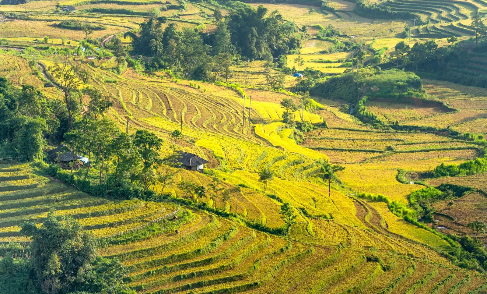Ruộng bậc thang Sa Pa mùa lúa chín vàng