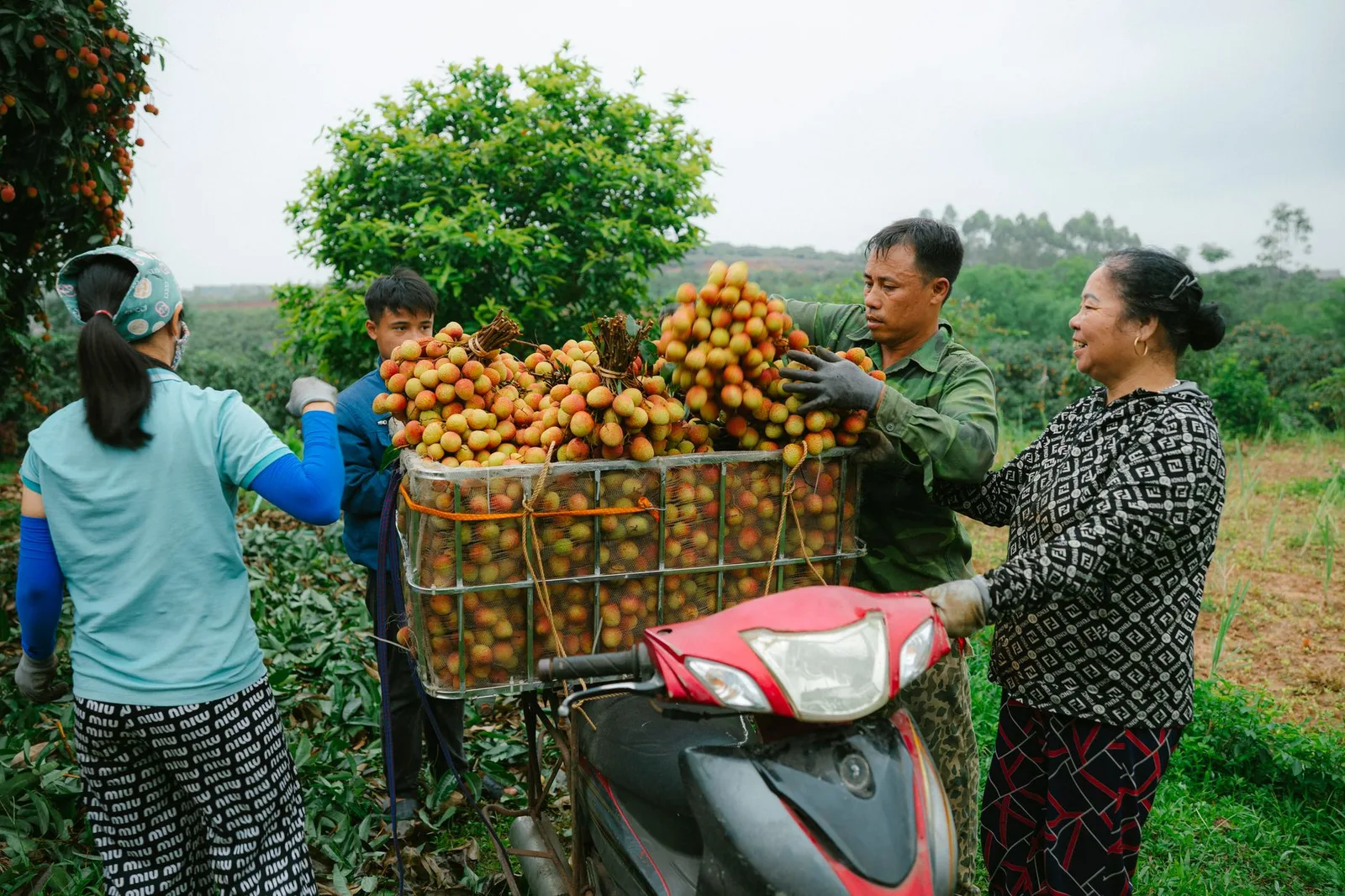 Giỏ trái cây nhiệt đới tươi ngon vào mùa hè