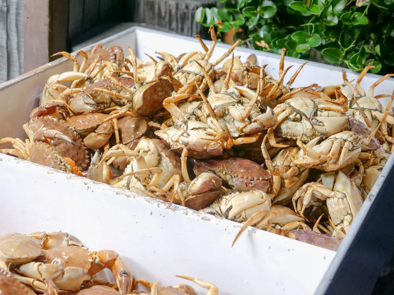 Chọn cua đồng tươi ngon ngoài chợ