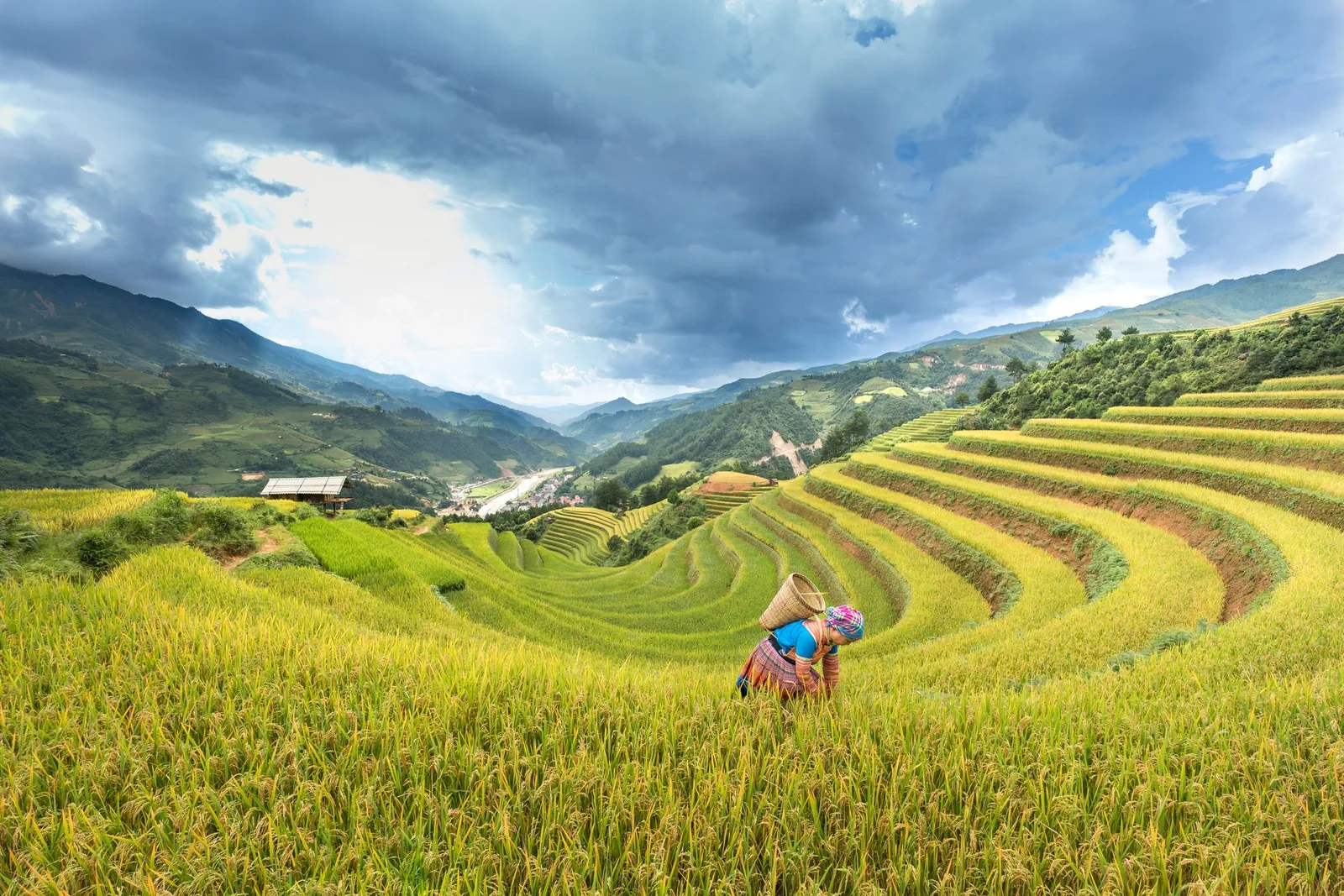Mùa lúa chín vàng trên ruộng bậc thang Mù Cang Chải
