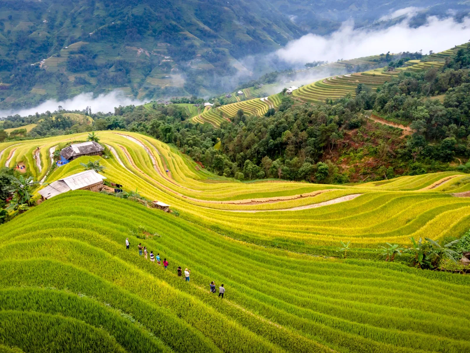 Du khách châu Á khám phá ruộng bậc thang mùa lúa chín