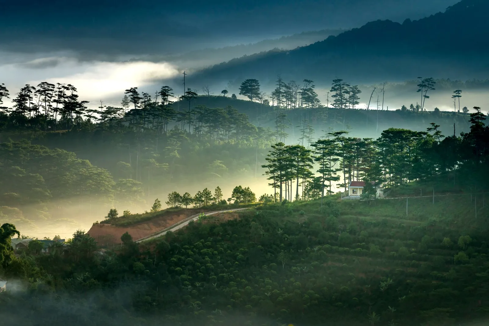 Đồi thông Đà Lạt phủ sương trong tiết trời mùa thu