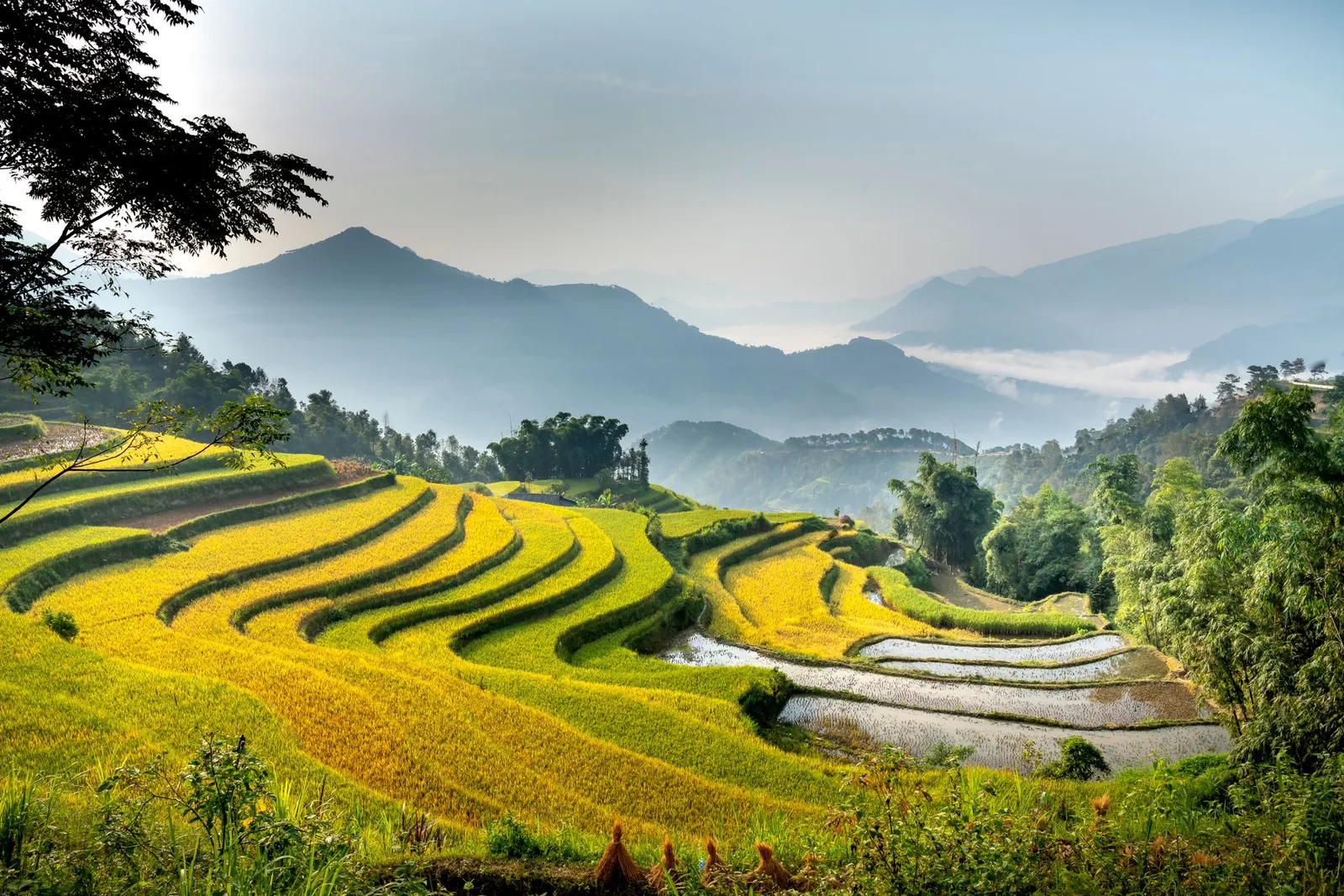 Ruộng bậc thang vùng cao Việt Nam vào cuối tháng 9