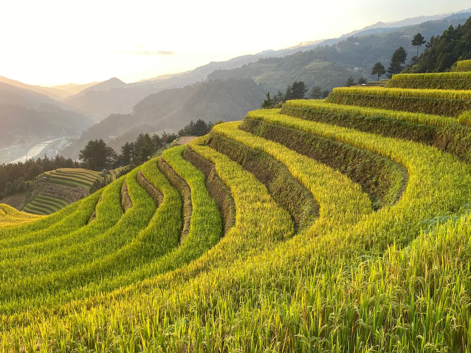 Những thửa ruộng bậc thang mùa lúa chín dưới nắng thu