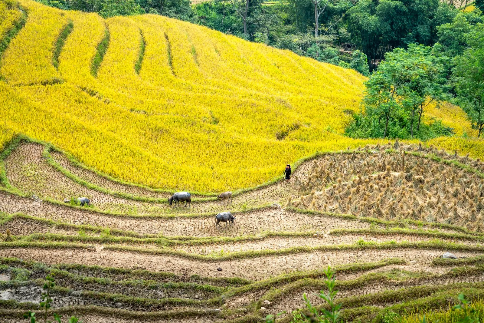 Ruộng bậc thang vàng óng tại La Pán Tẩn