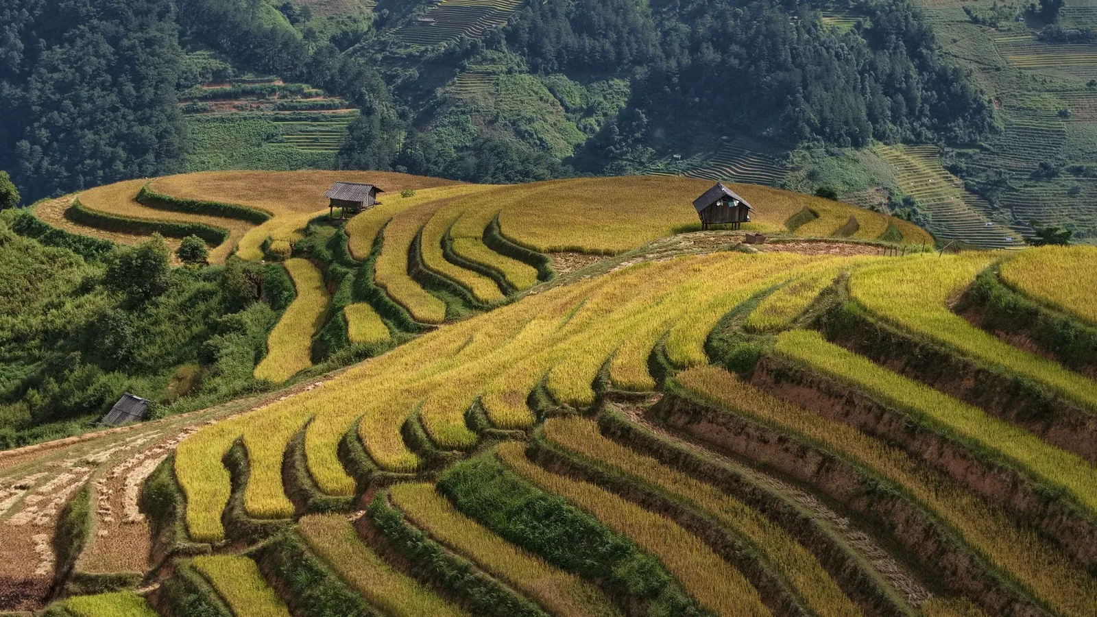 Ruộng bậc thang Mù Cang Chải vàng rực vào mùa lúa chín