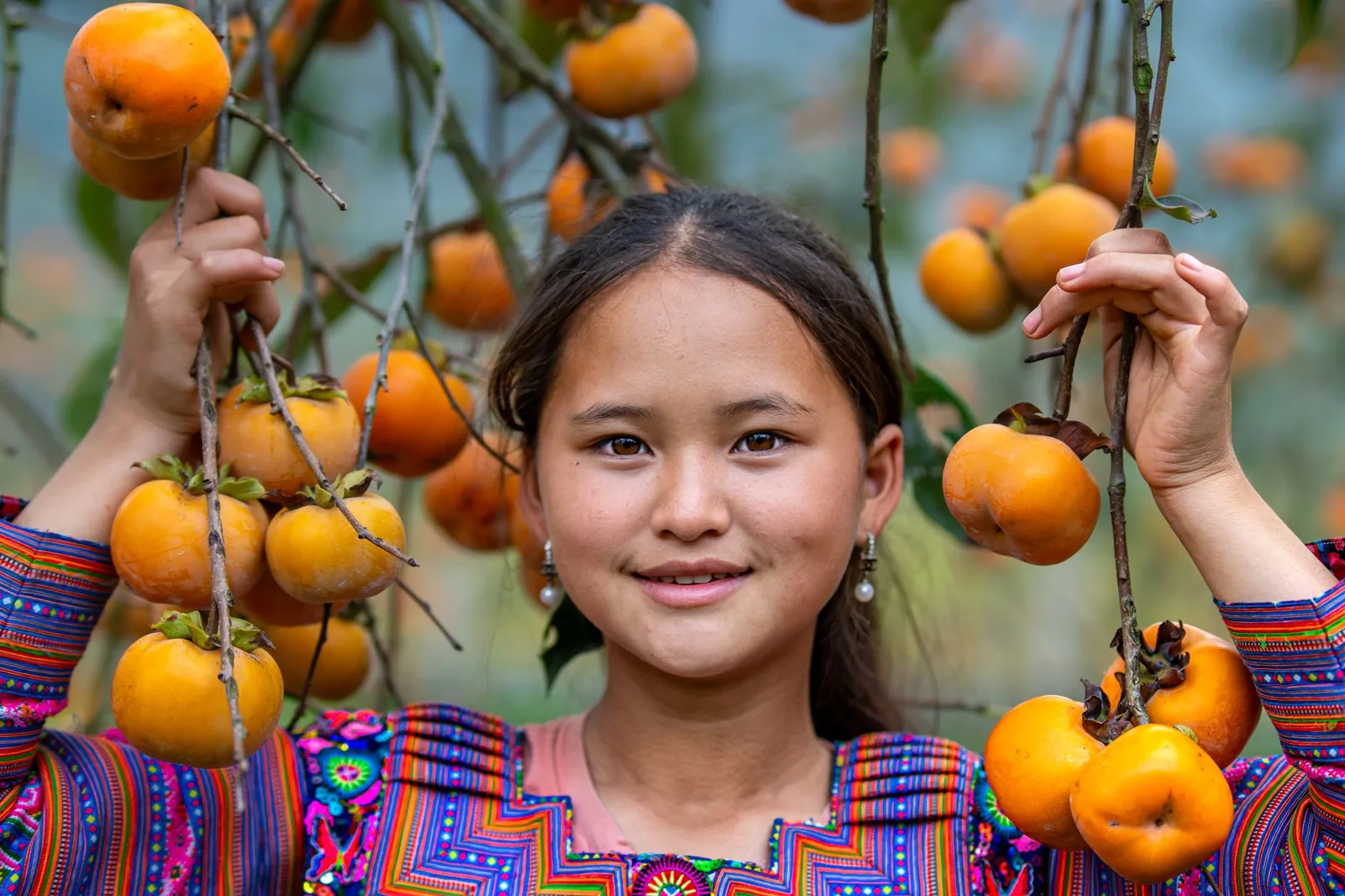 Du khách châu Á trải nghiệm hái hồng chín trong vườn
