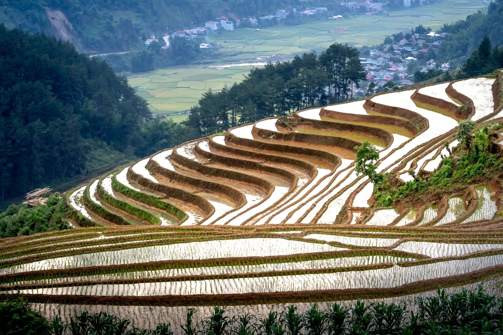 Ruộng bậc thang Mù Cang Chải nhuộm vàng mùa lúa chín
