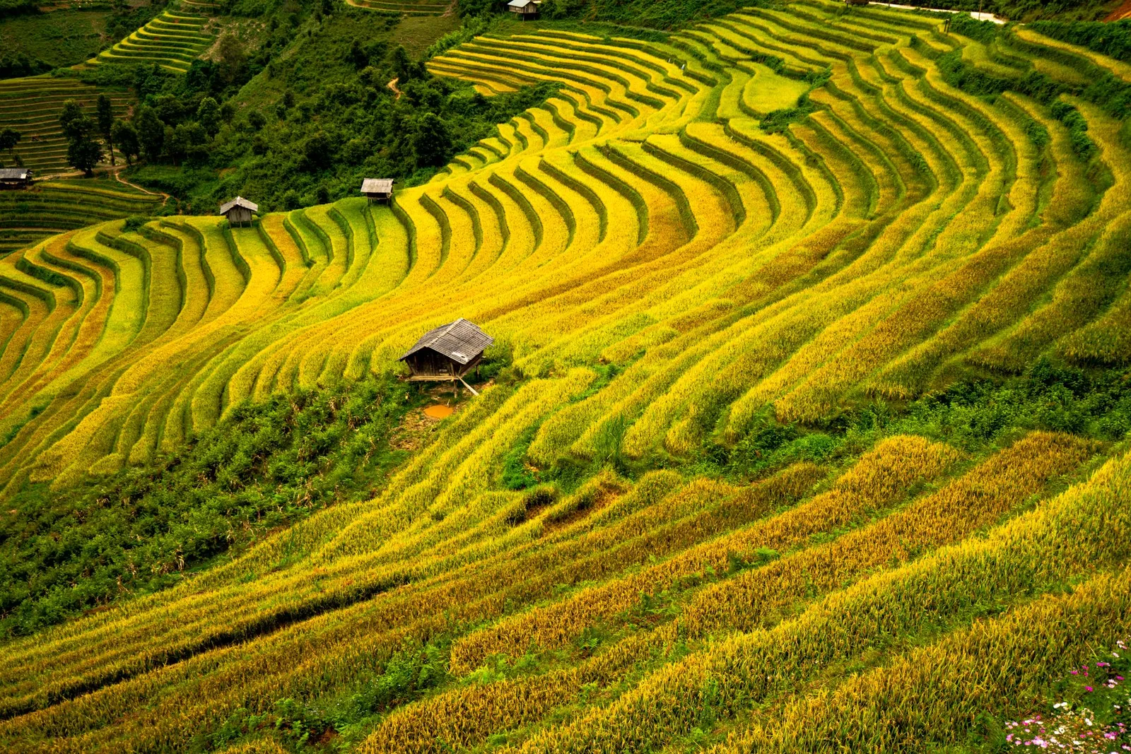 Mùa vàng trên ruộng bậc thang Tây Bắc
