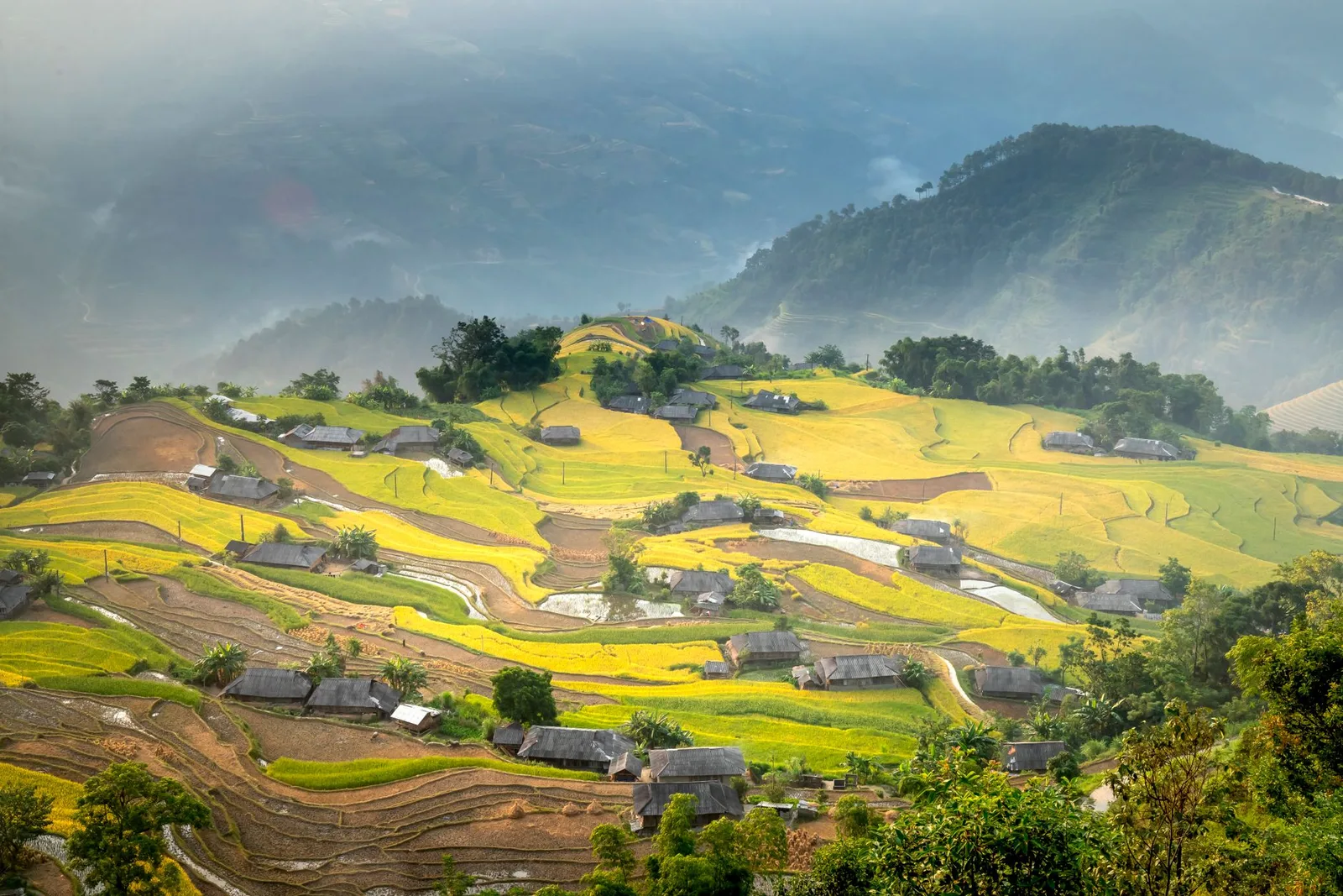 Thung lũng Sa Pa sương sớm bên ruộng lúa chín