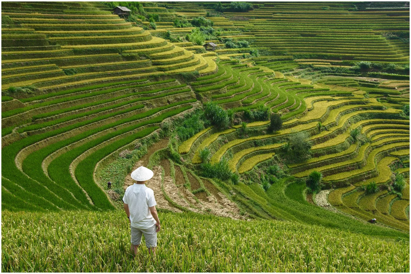Du khách châu Á chụp ảnh ruộng bậc thang mùa lúa