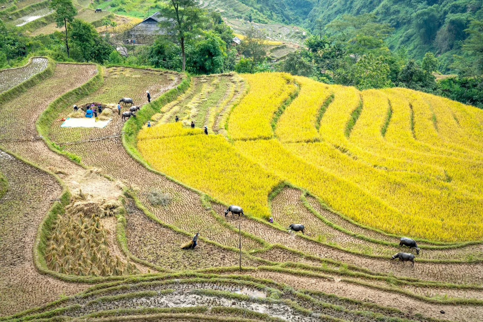 Ruộng bậc thang cao Bằng vàng óng mùa thu