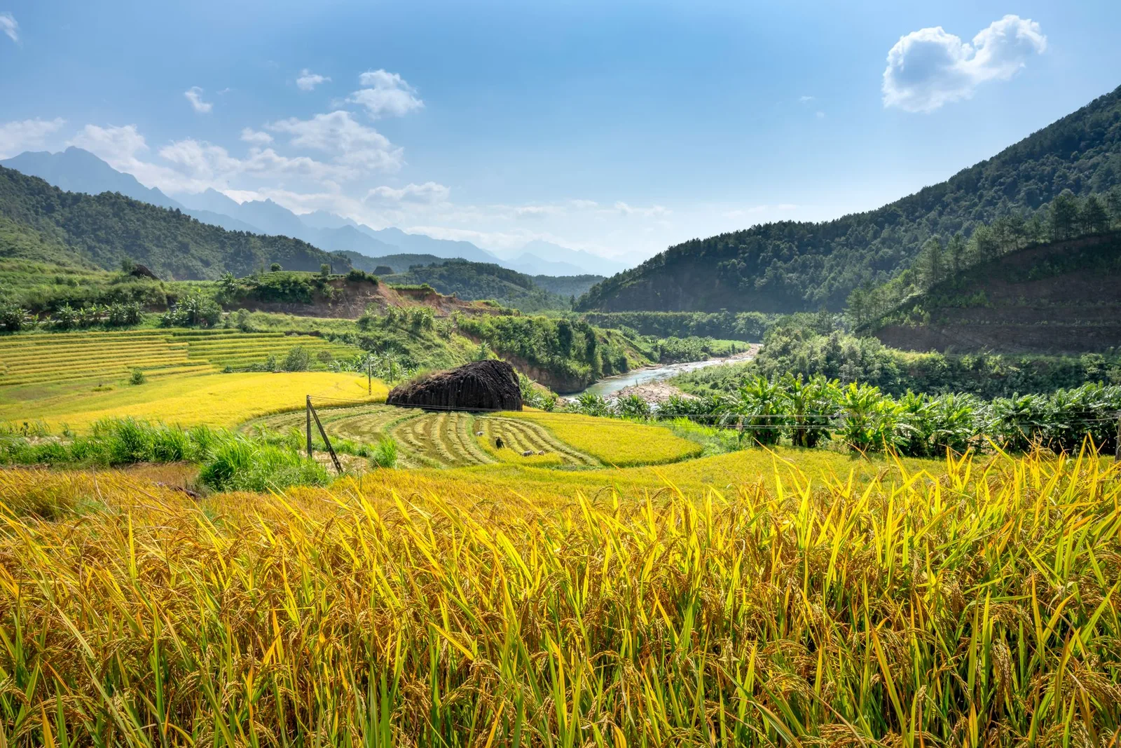 Ruộng bậc thang lúa chín vàng trên sườn núi