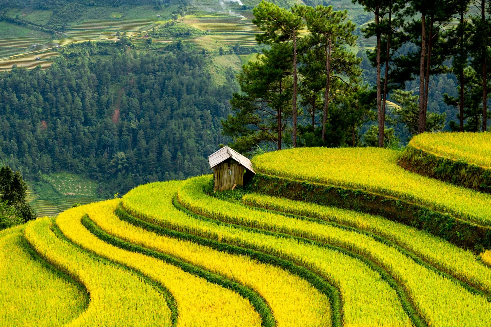 Ruộng bậc thang Điện Biên vàng óng mùa gặt
