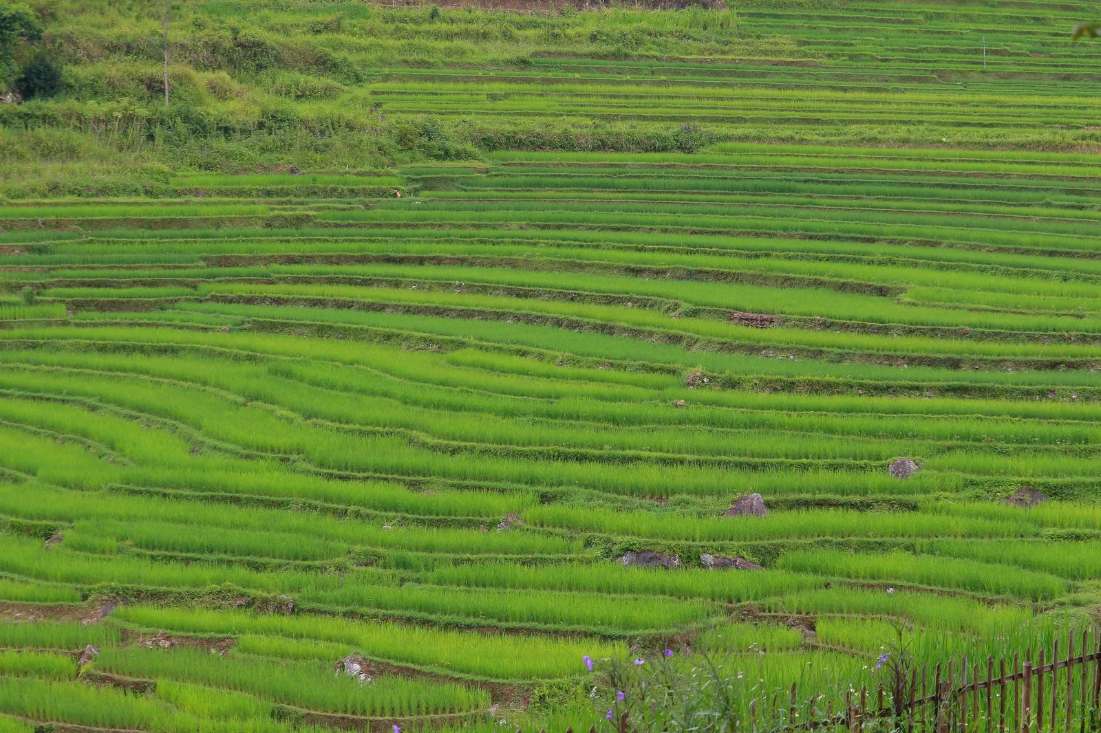 Cánh đồng bậc thang Tây Bắc Việt Nam tuyệt đẹp