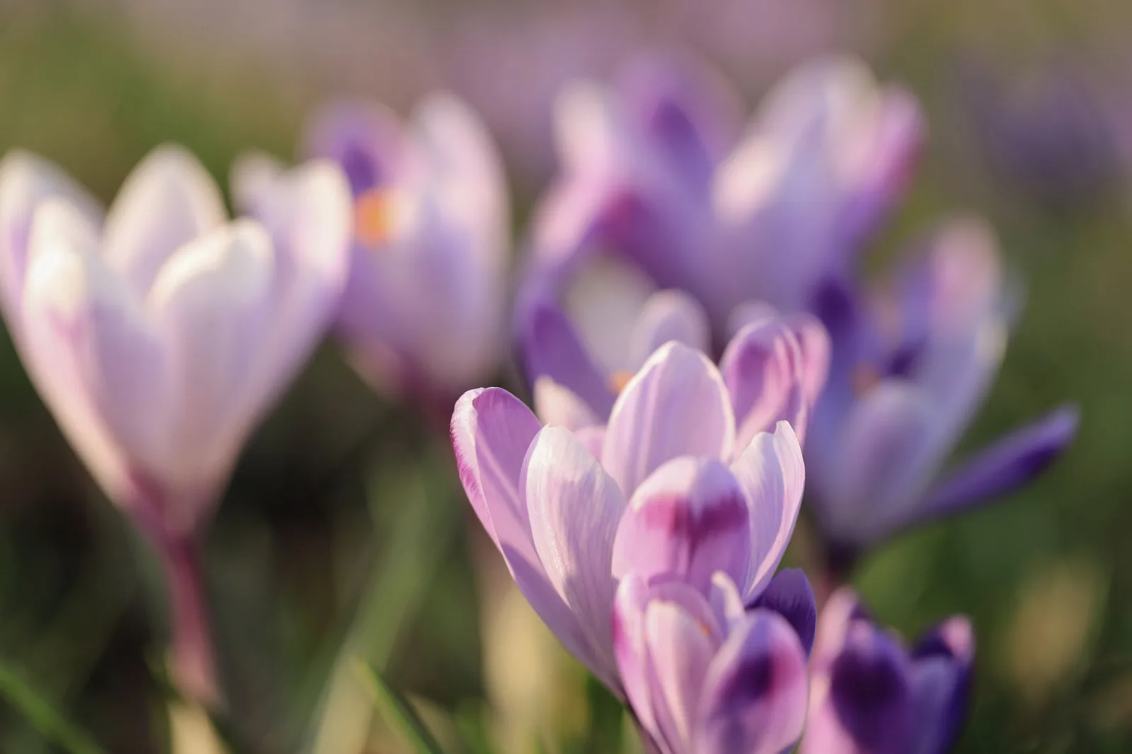 Vườn hoa violet trong ánh sáng dịu buổi sáng