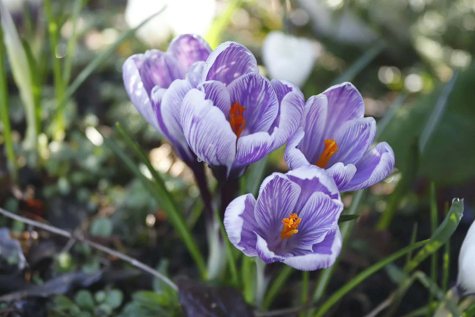 Hoa violet nở rộ vào mùa xuân