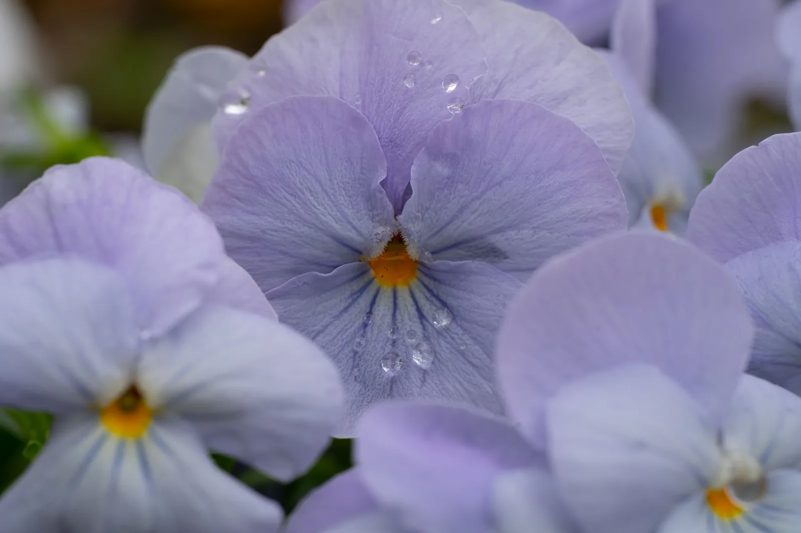 Ánh nắng sáng trong vườn hoa violet