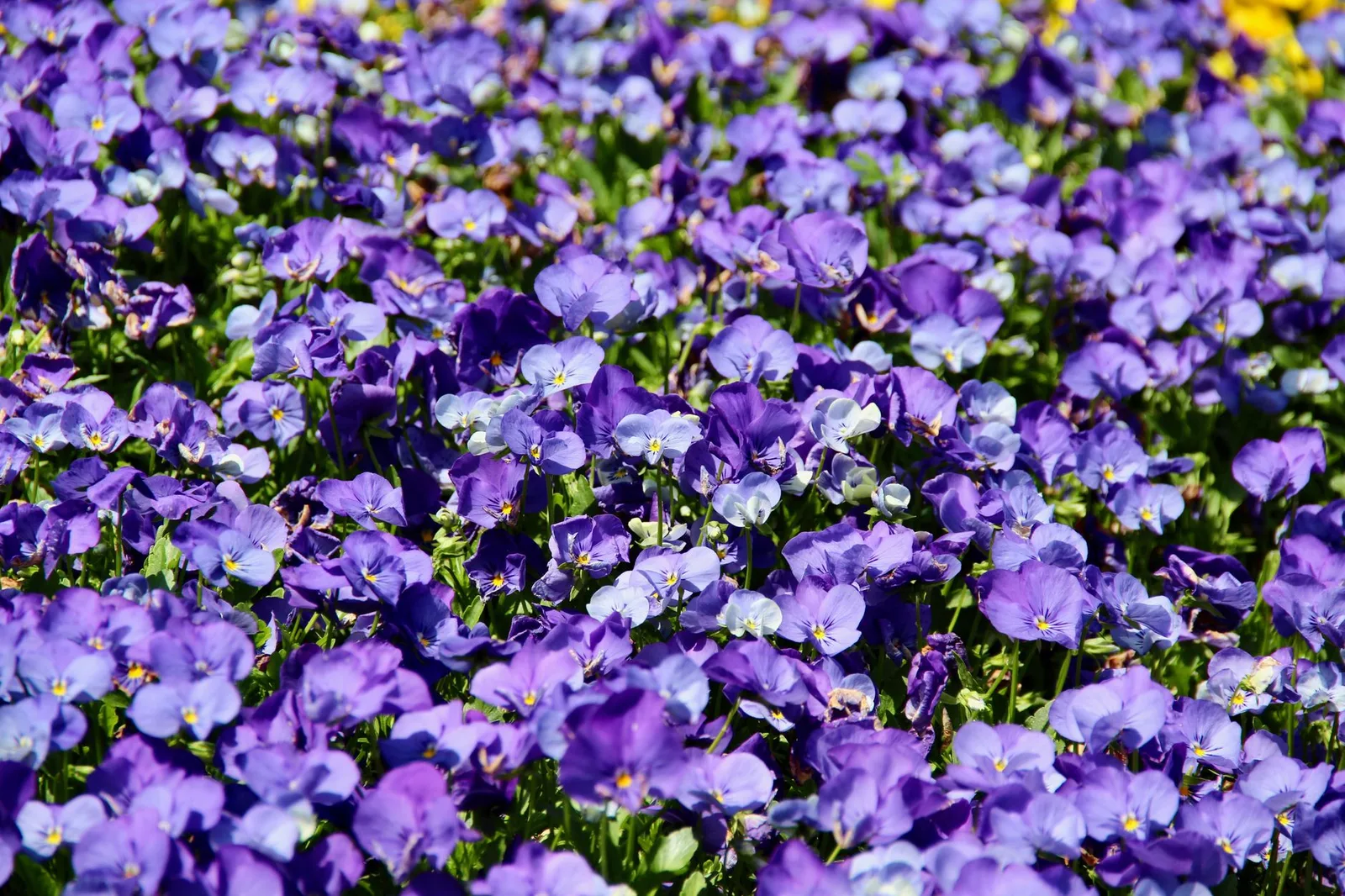Dải hoa violet dọc bờ sông Hàn với khung cảnh lãng mạn