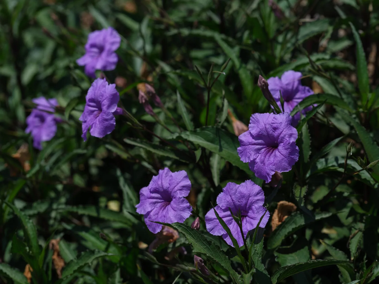 Góc vườn ươm hoa violet nhỏ yên bình tại Hải Châu