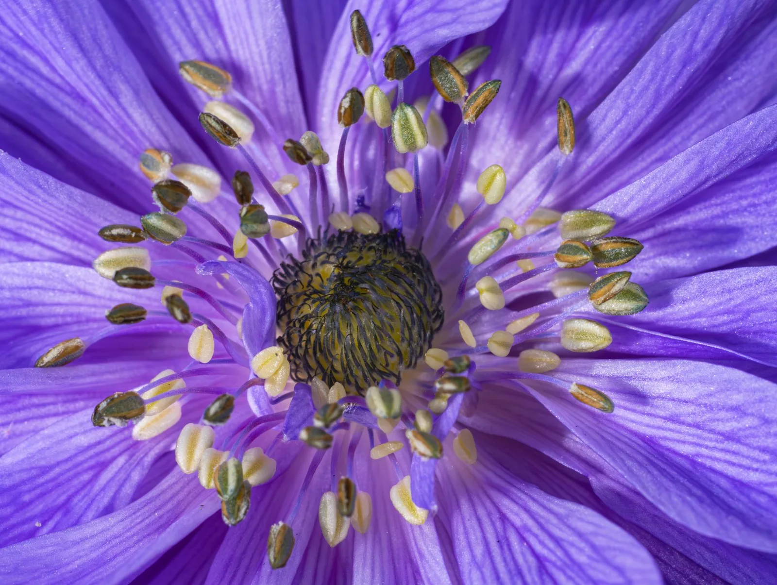 Chi tiết cánh hoa violet nở rộ