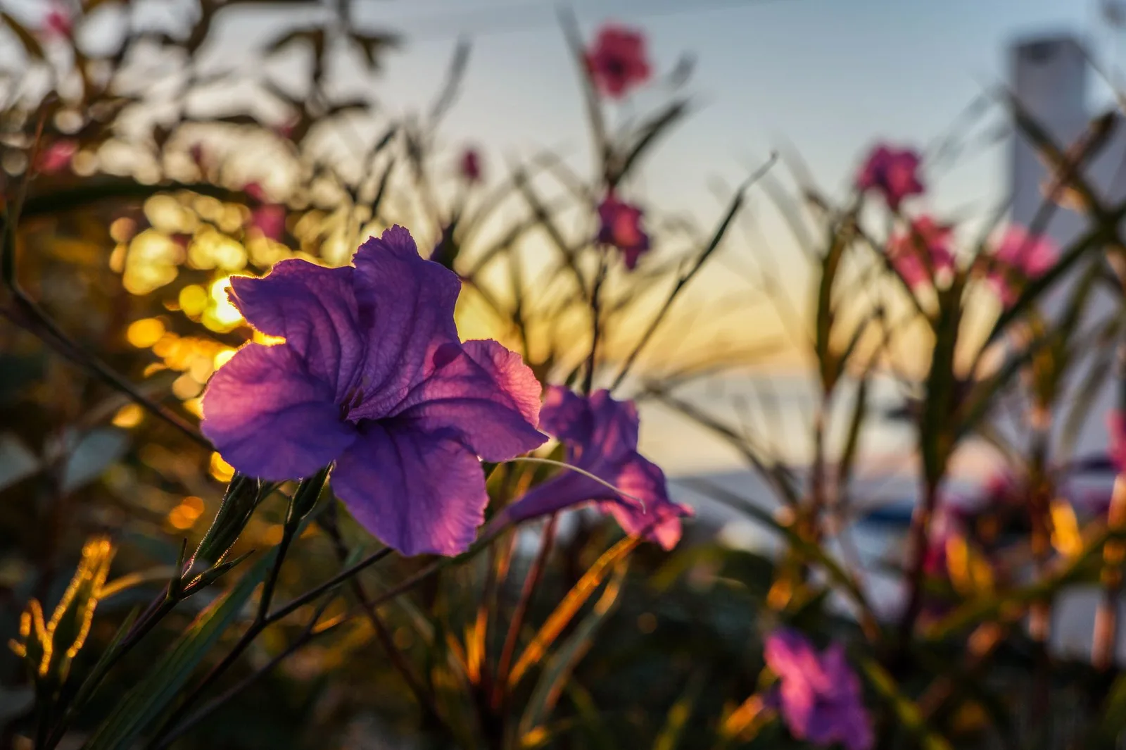 Hoa violet trong ánh nắng hoàng hôn