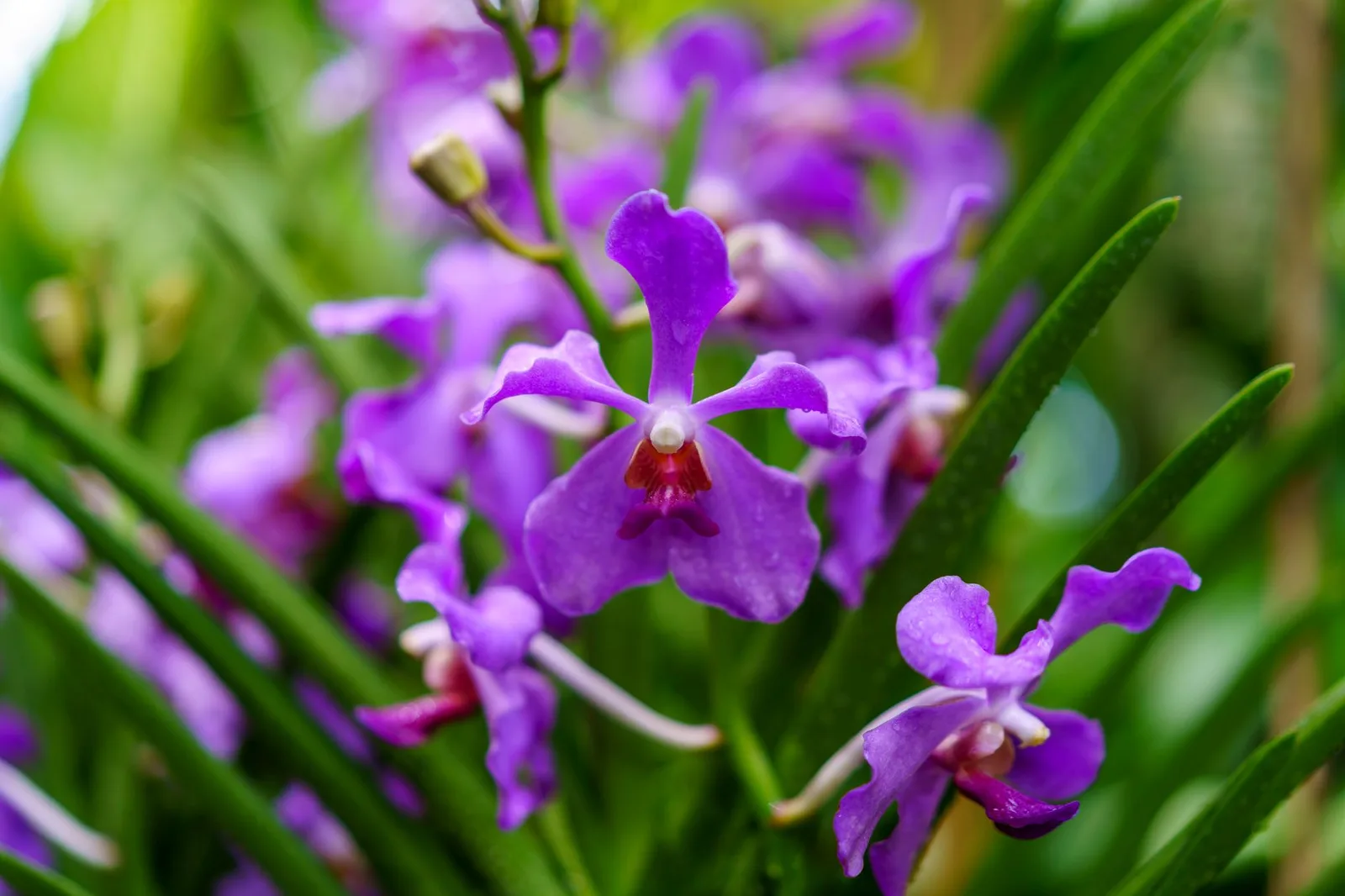 Khu vườn hoa violet ở Đà Nẵng