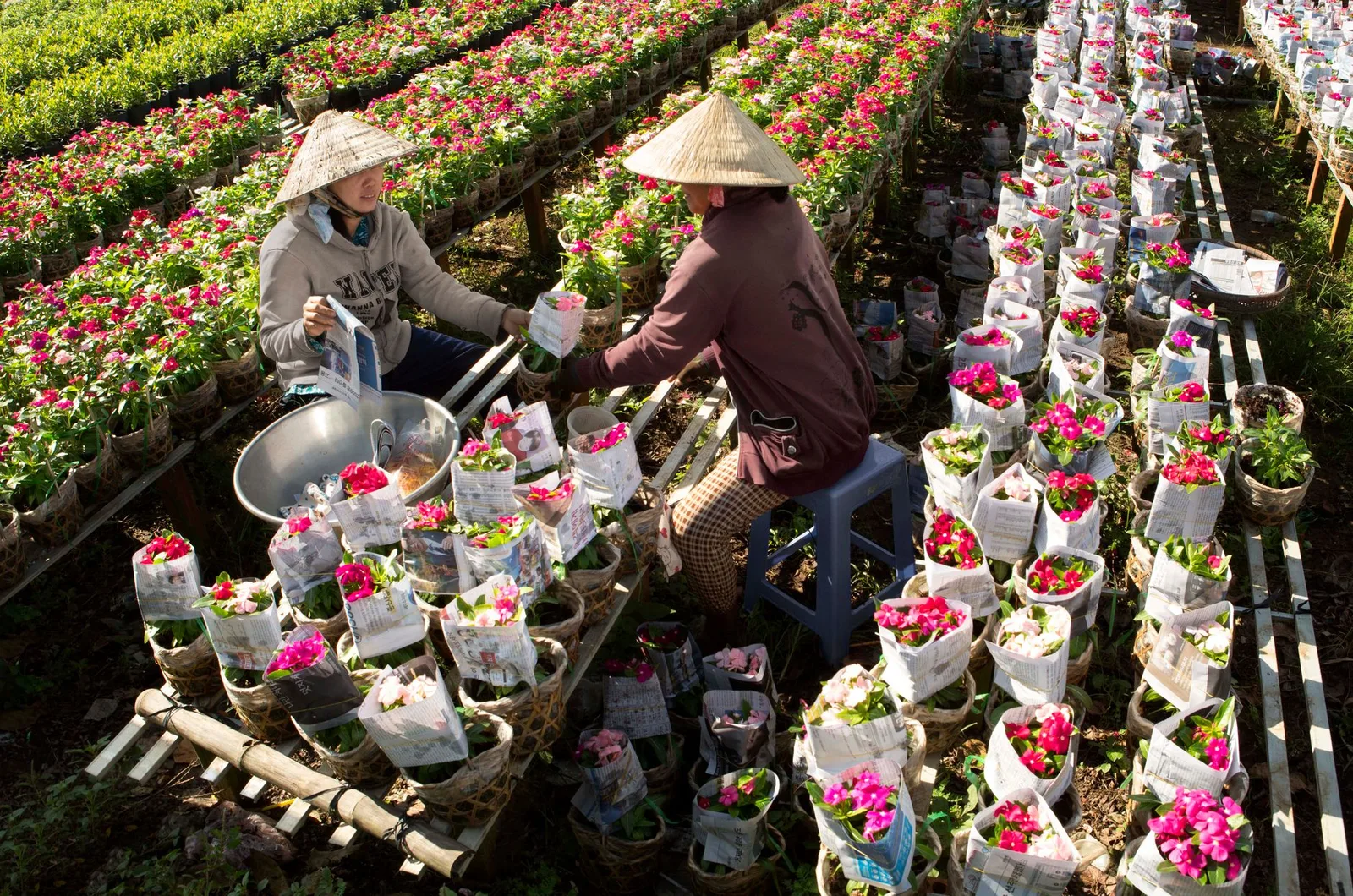 Người Việt Nam tham quan vườn hoa vào cuối tuần