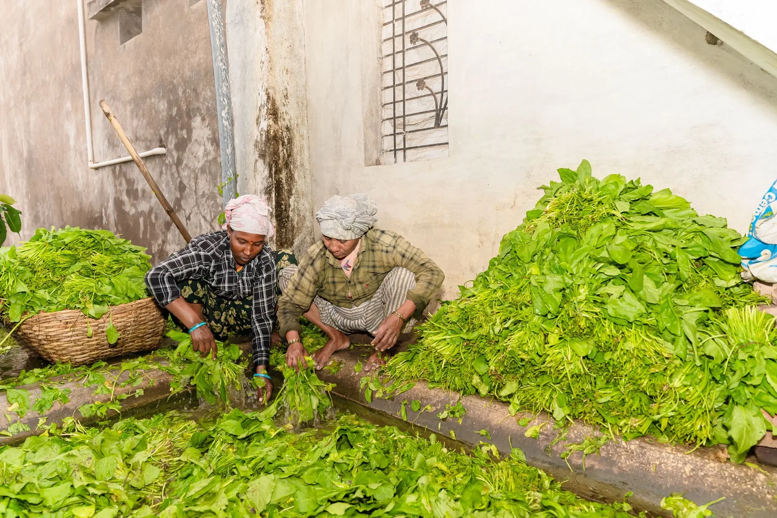 Nông dân tưới rau theo phương pháp nhỏ giọt
