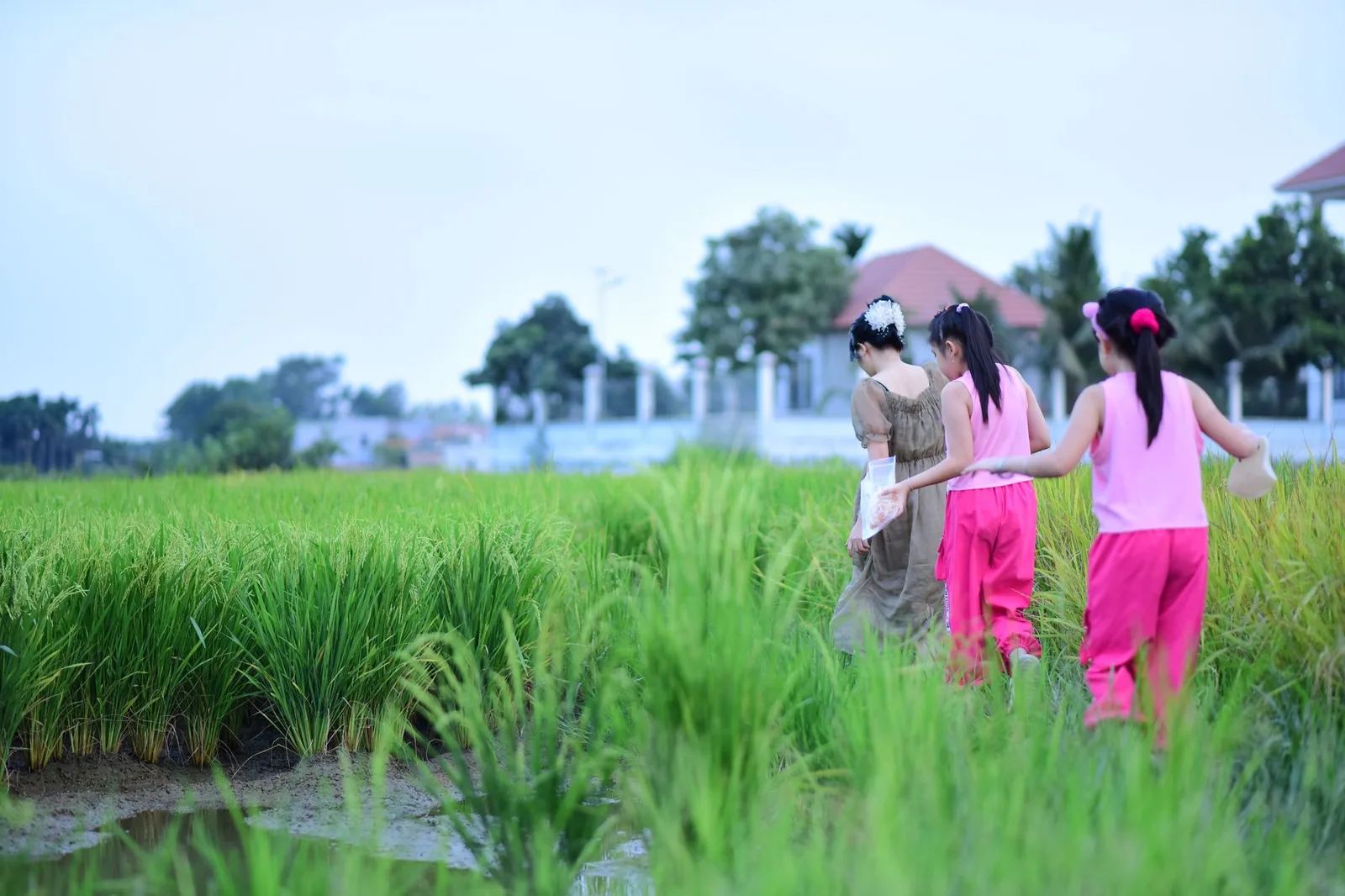 Gia đình châu Á du lịch farmstay ruộng lúa