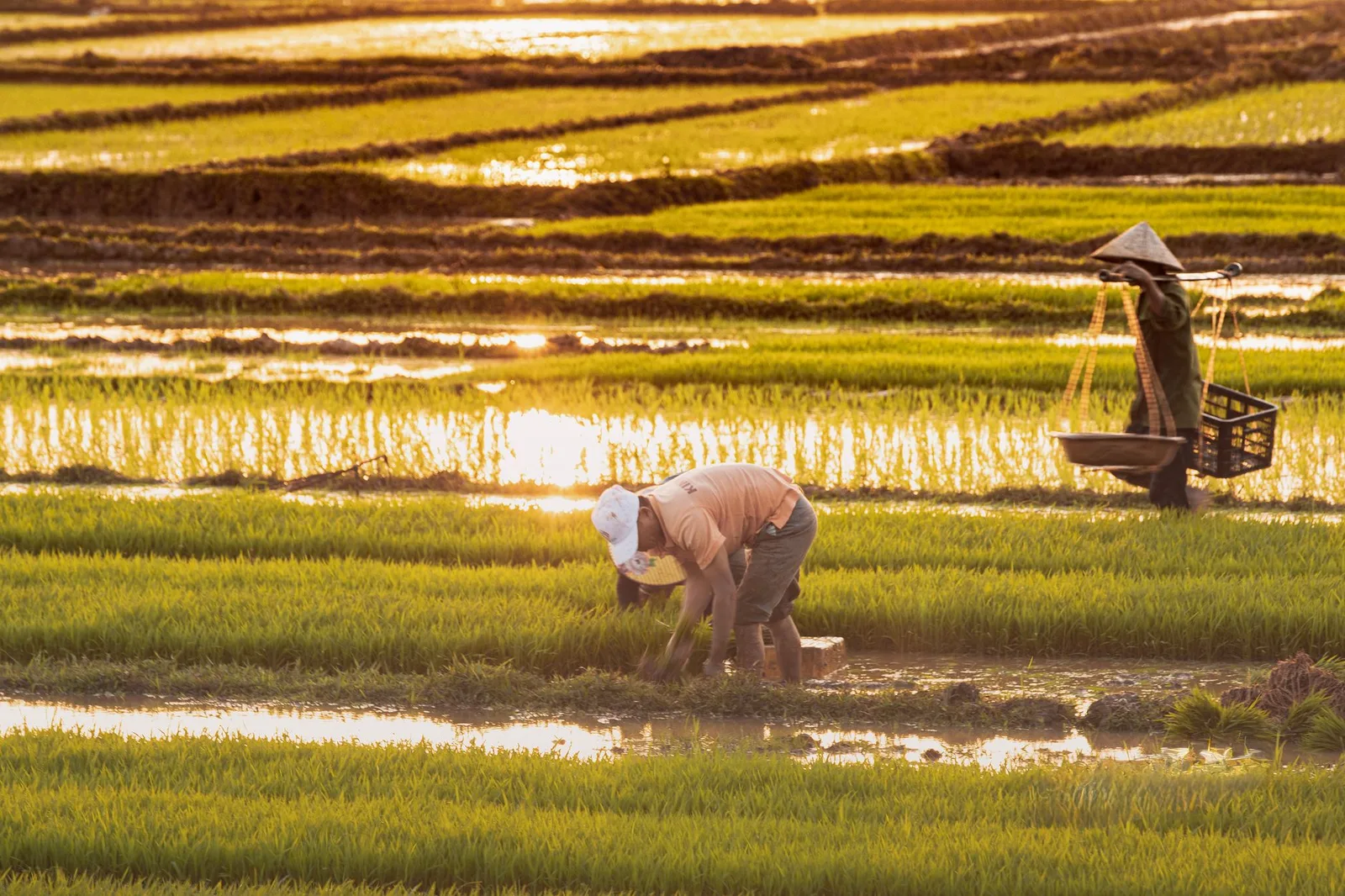 Trẻ em châu Á học gặt lúa cùng nông dân trong ruộng