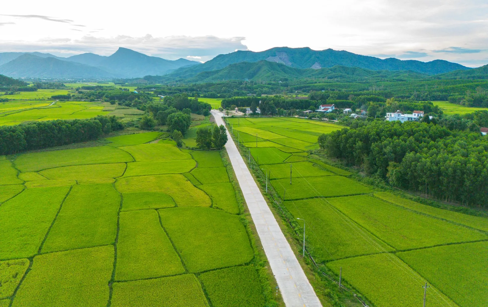 Người đi xe đạp qua cánh đồng lúa xanh ở vùng quê