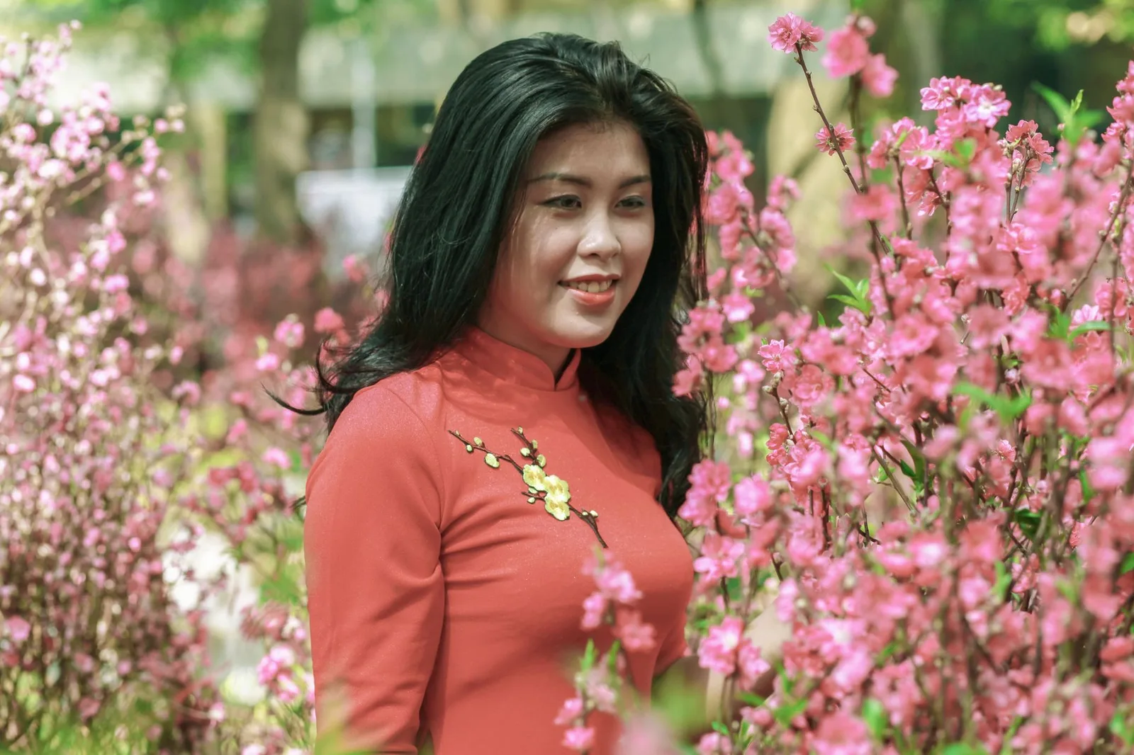 Người phụ nữ mặc áo dài chụp ảnh giữa vườn hoa mận