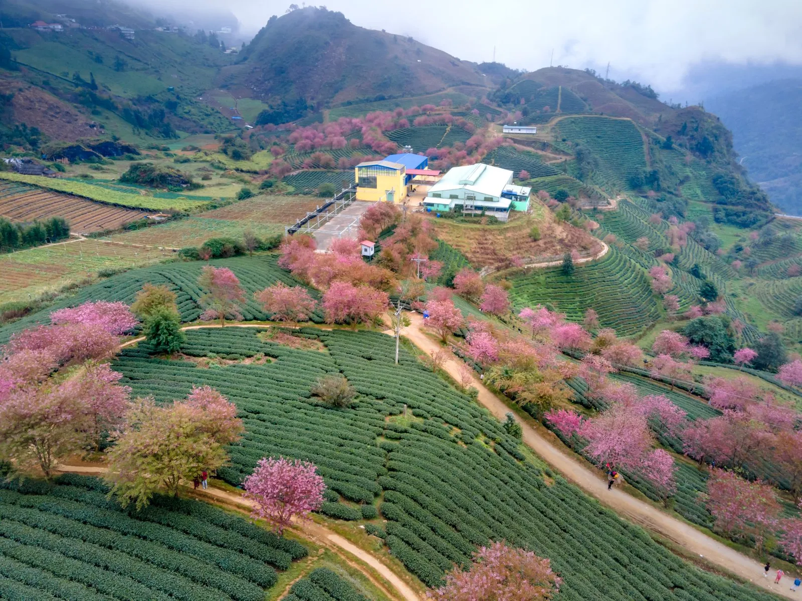 Hoa mận trắng trên núi Sa Pa