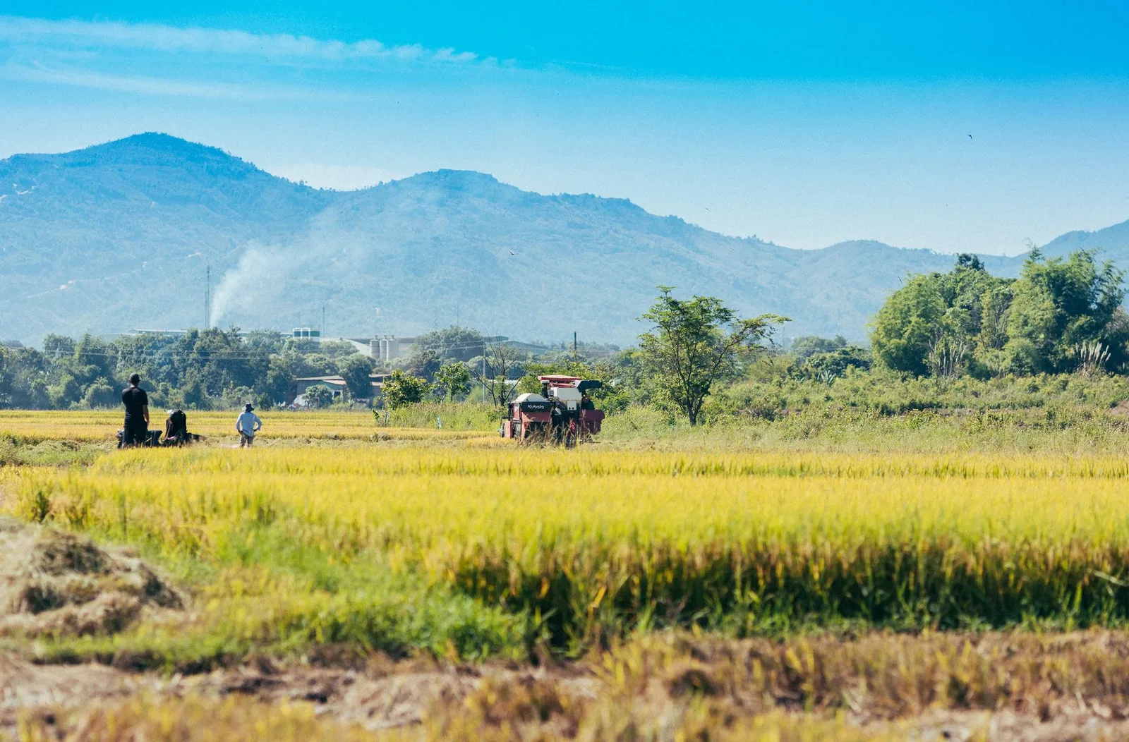 Xôi nếp Mộc Châu nóng hổi trong buổi sáng sương lạnh