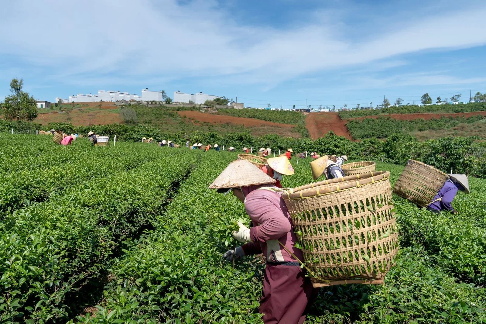 Người phụ nữ Việt thu hoạch búp trà mùa đông