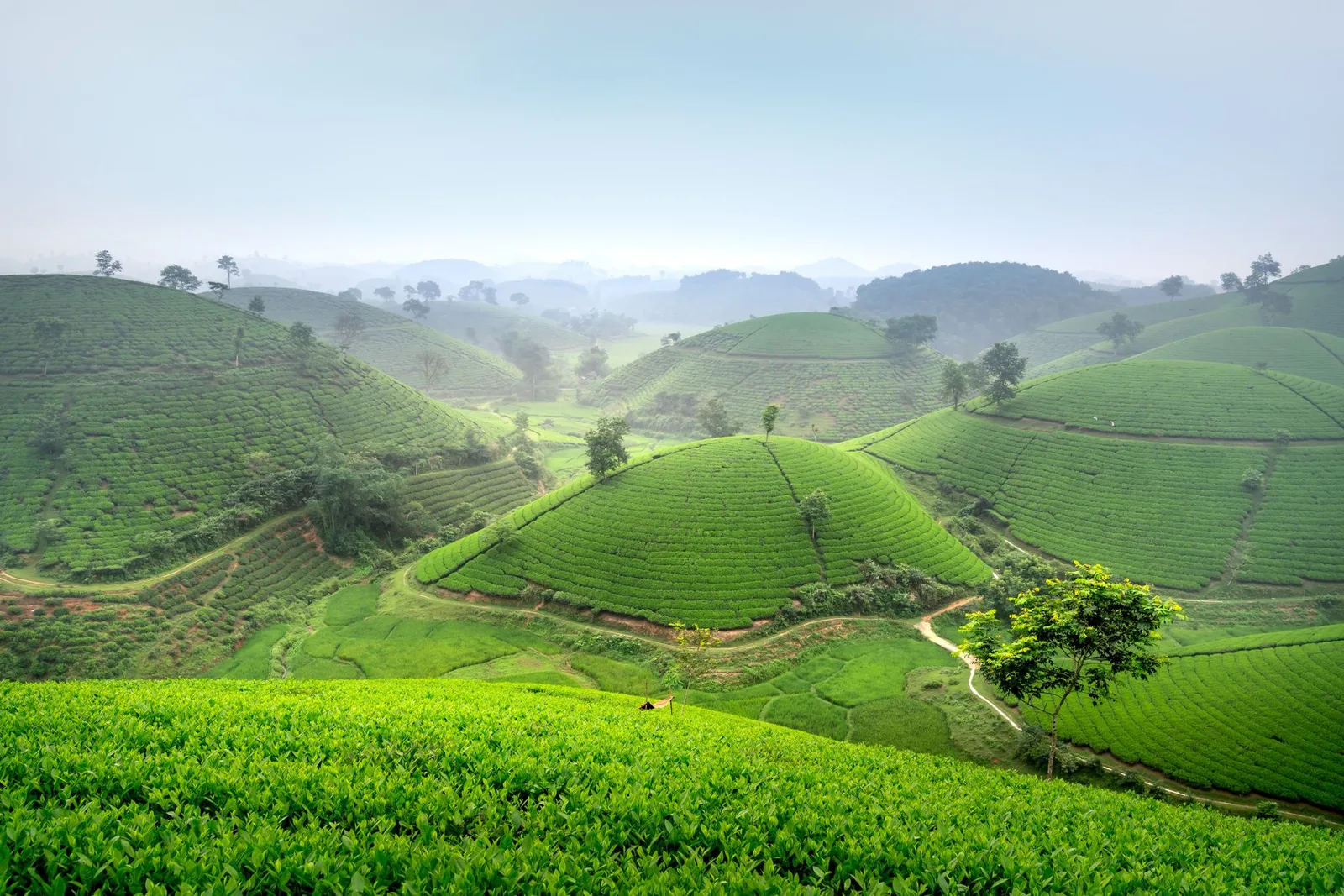 Đồi chè Shan Tuyết xanh mướt trong mùa hè
