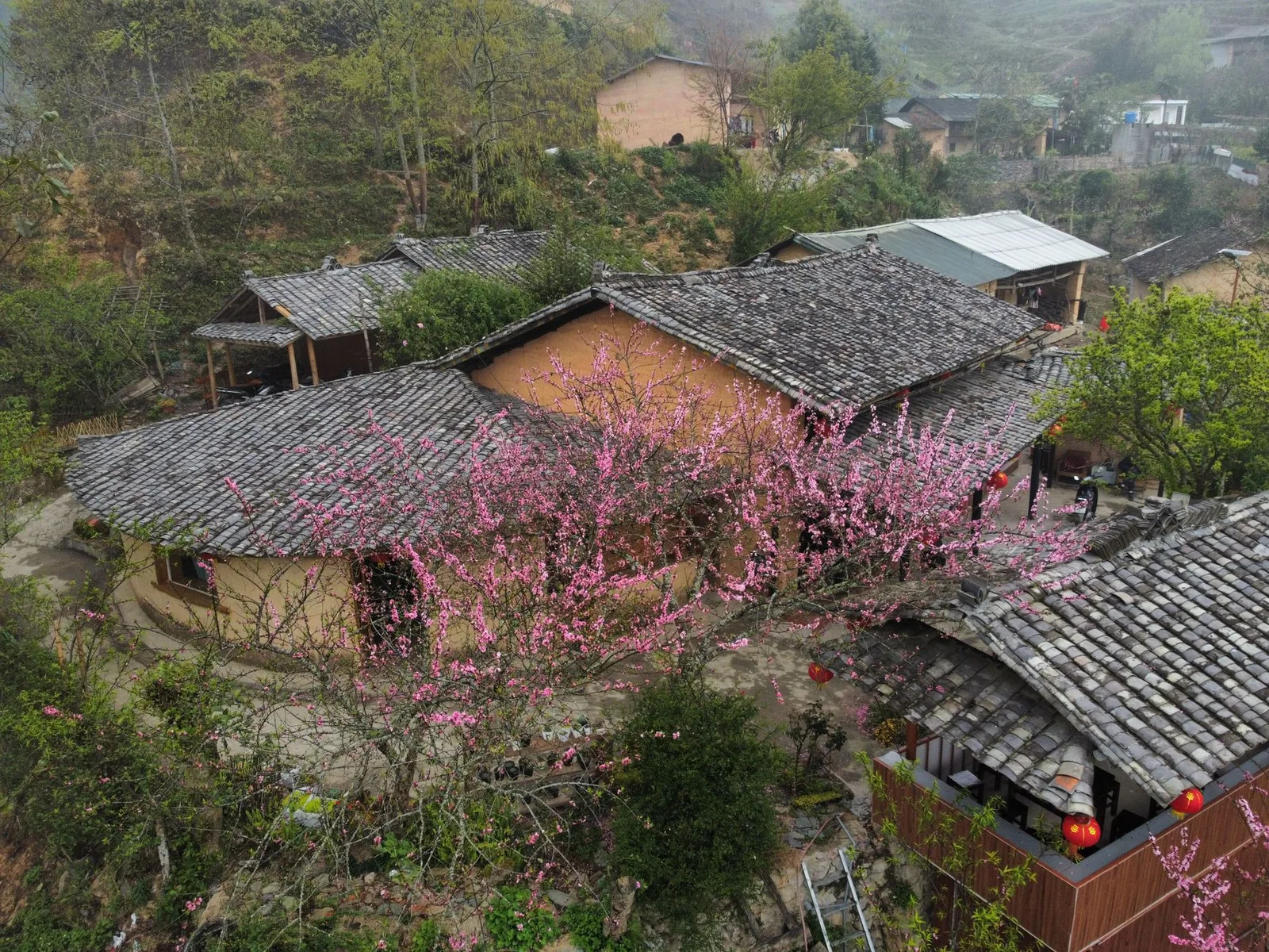 Hoa mận nở bên bản làng vùng cao Bắc Hà