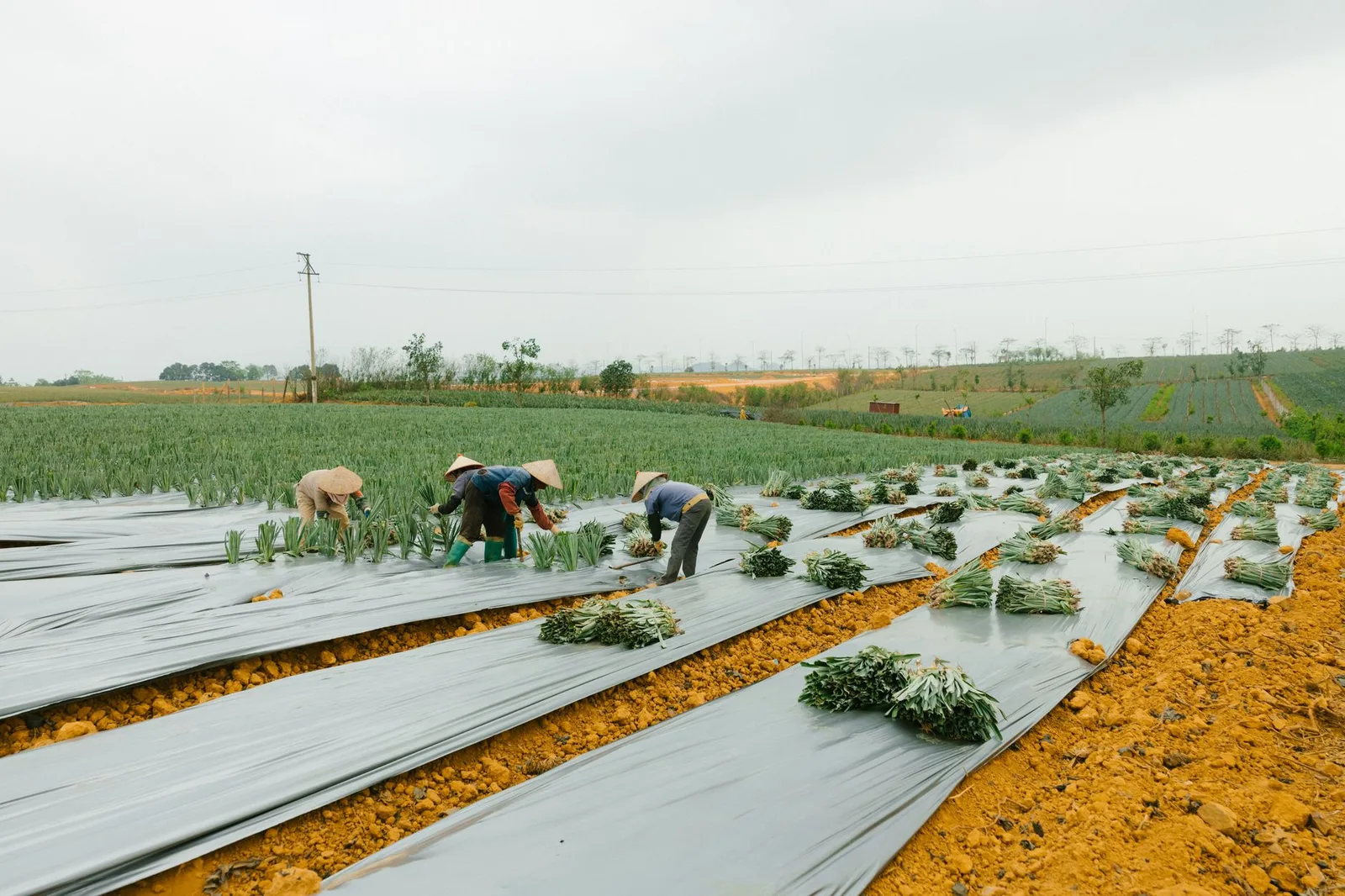 Người dân tập kết những củ sắn vừa thu hoạch