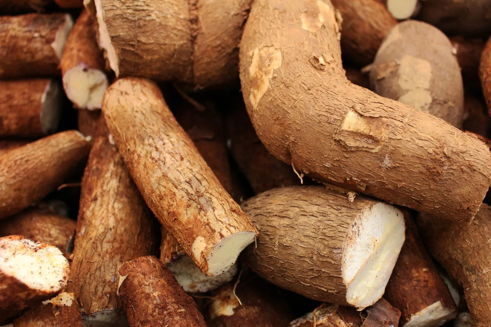 Củ sắn và các dụng cụ cần thiết khi thu hoạch