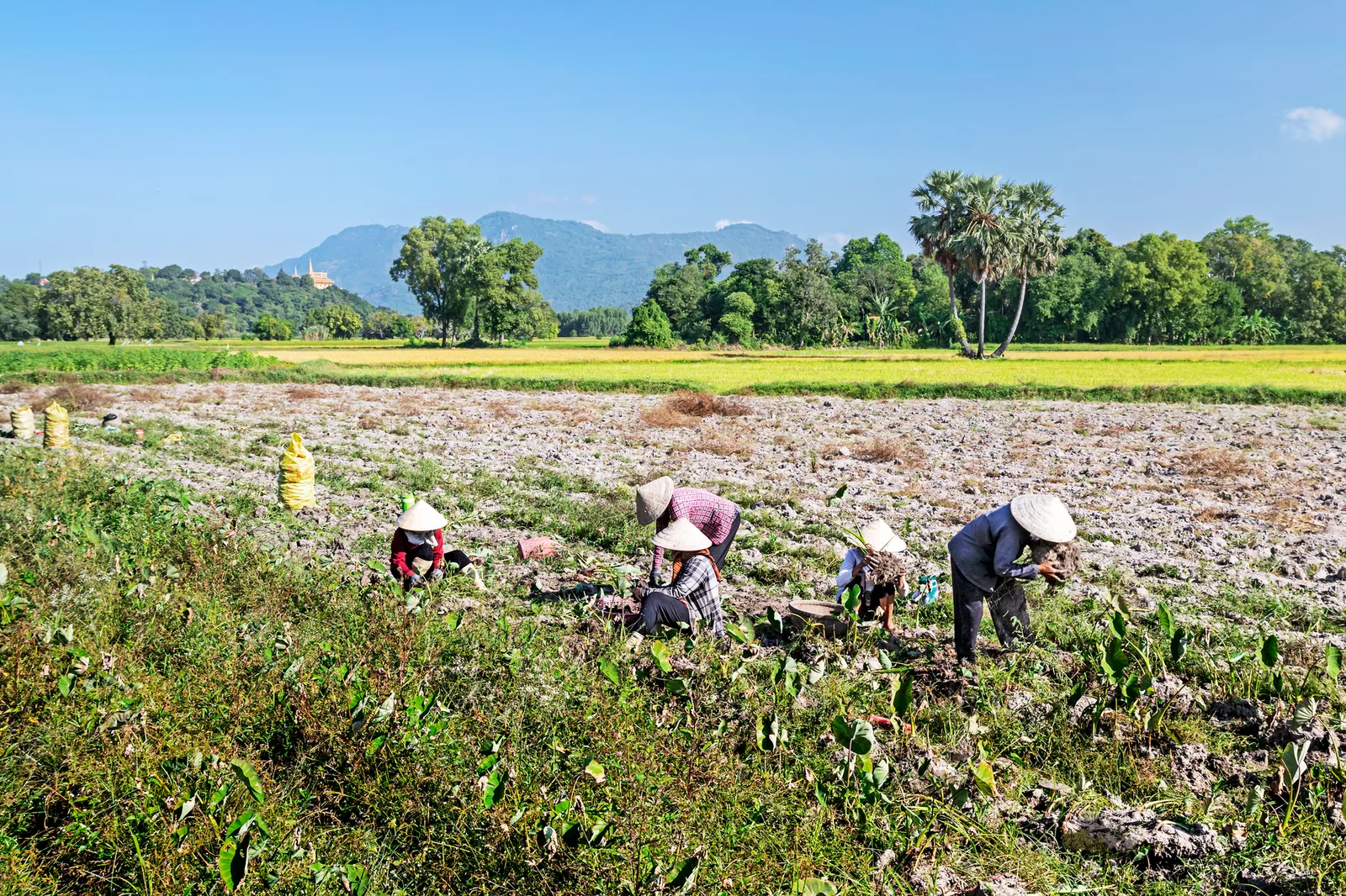 Người dân chuẩn bị dụng cụ trước khi ra ruộng sắn