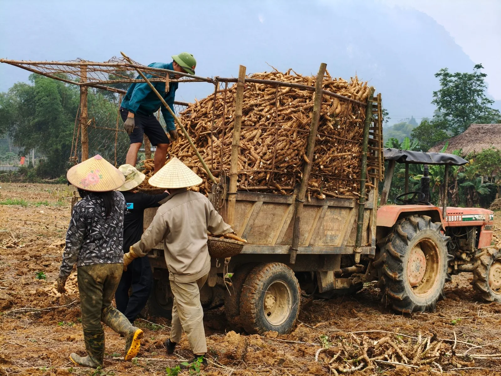 Nông dân Việt Nam thu hoạch sắn trên nương
