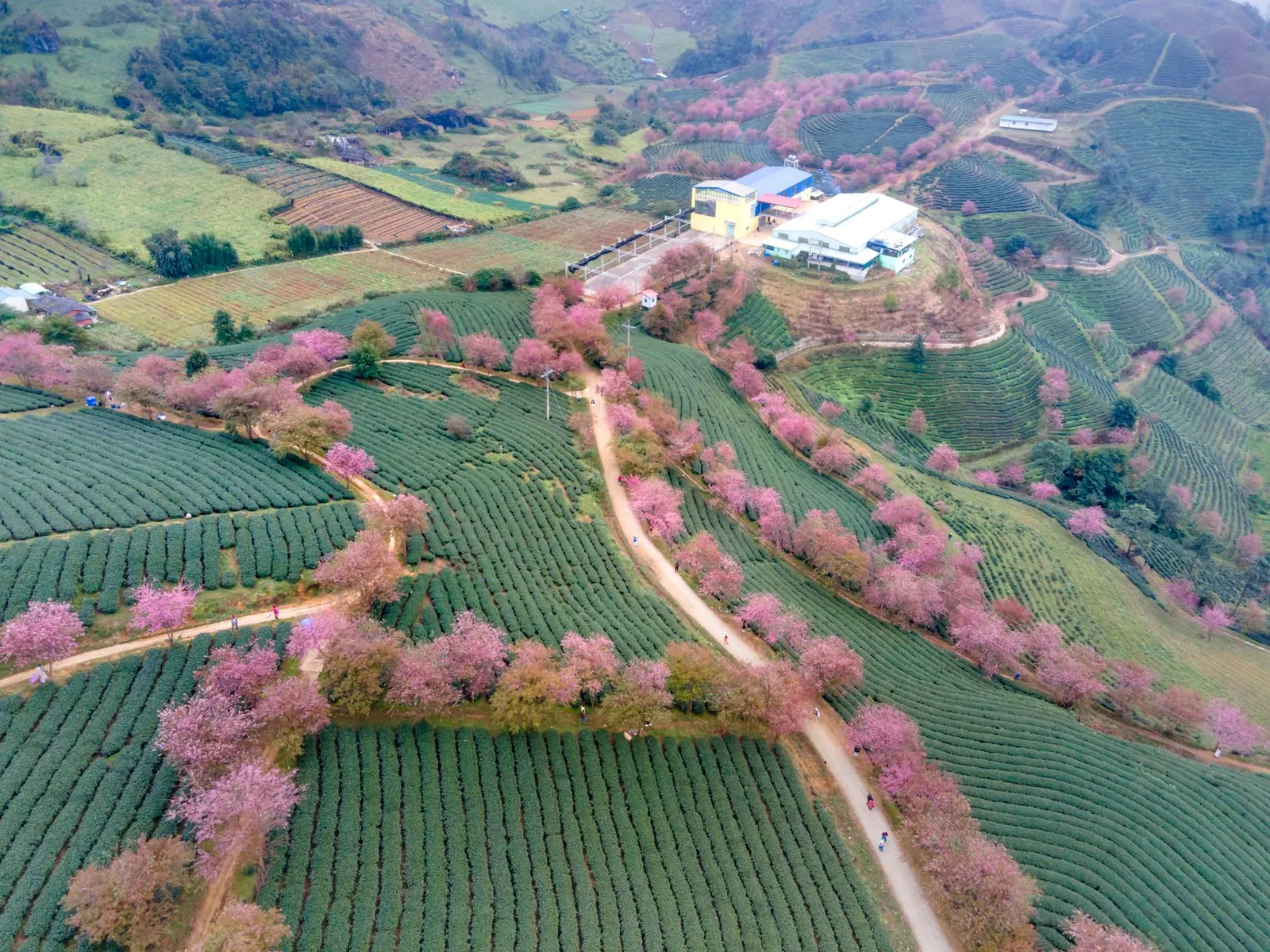 Du khách Việt ngắm mai anh đào vào mùa hoa nở