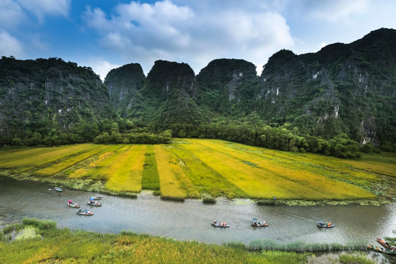Cánh đồng lúa vàng Tam Cốc vào mùa thu hoạch