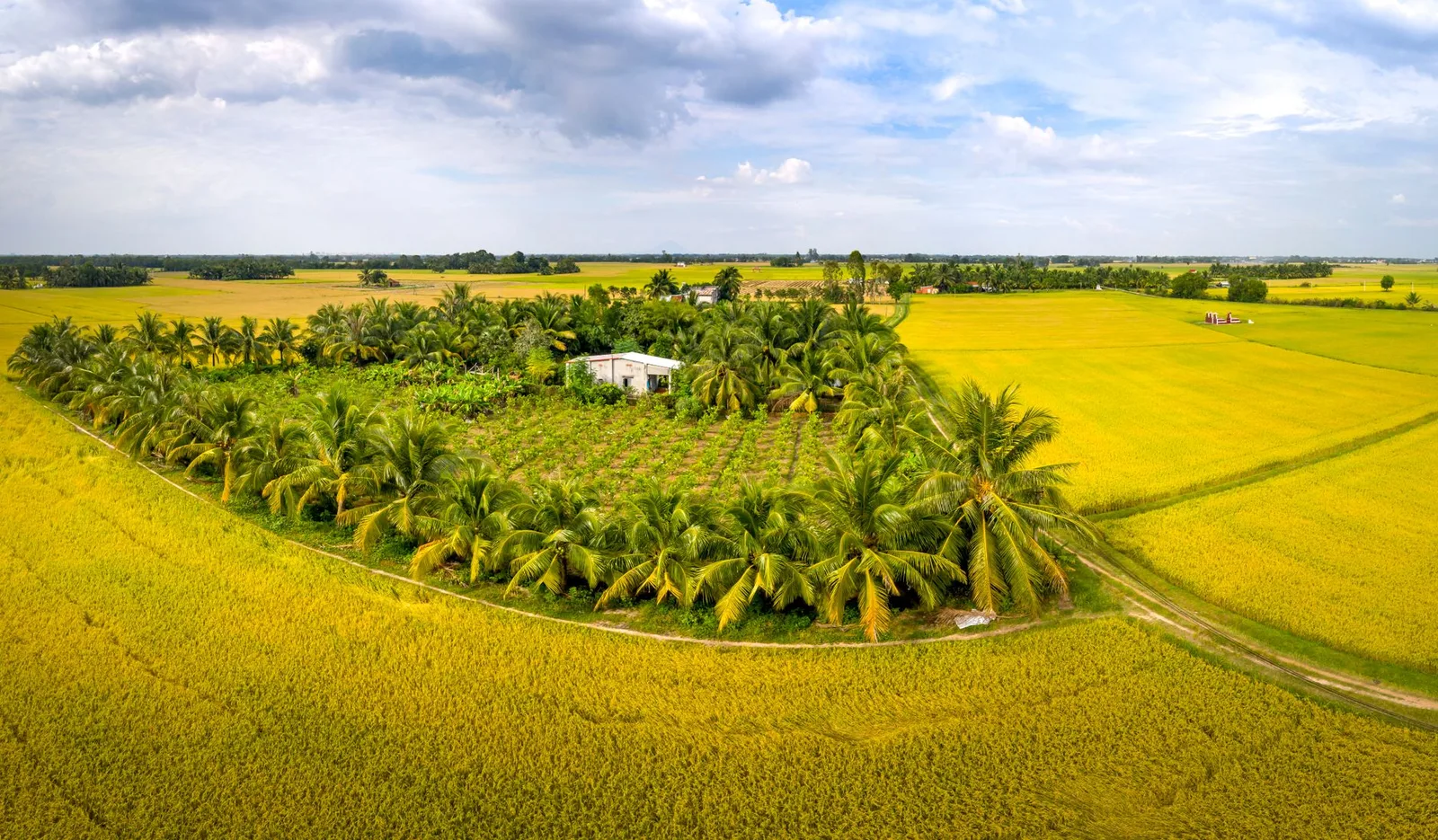 Ban công homestay nhìn ra đồng lúa chín vàng