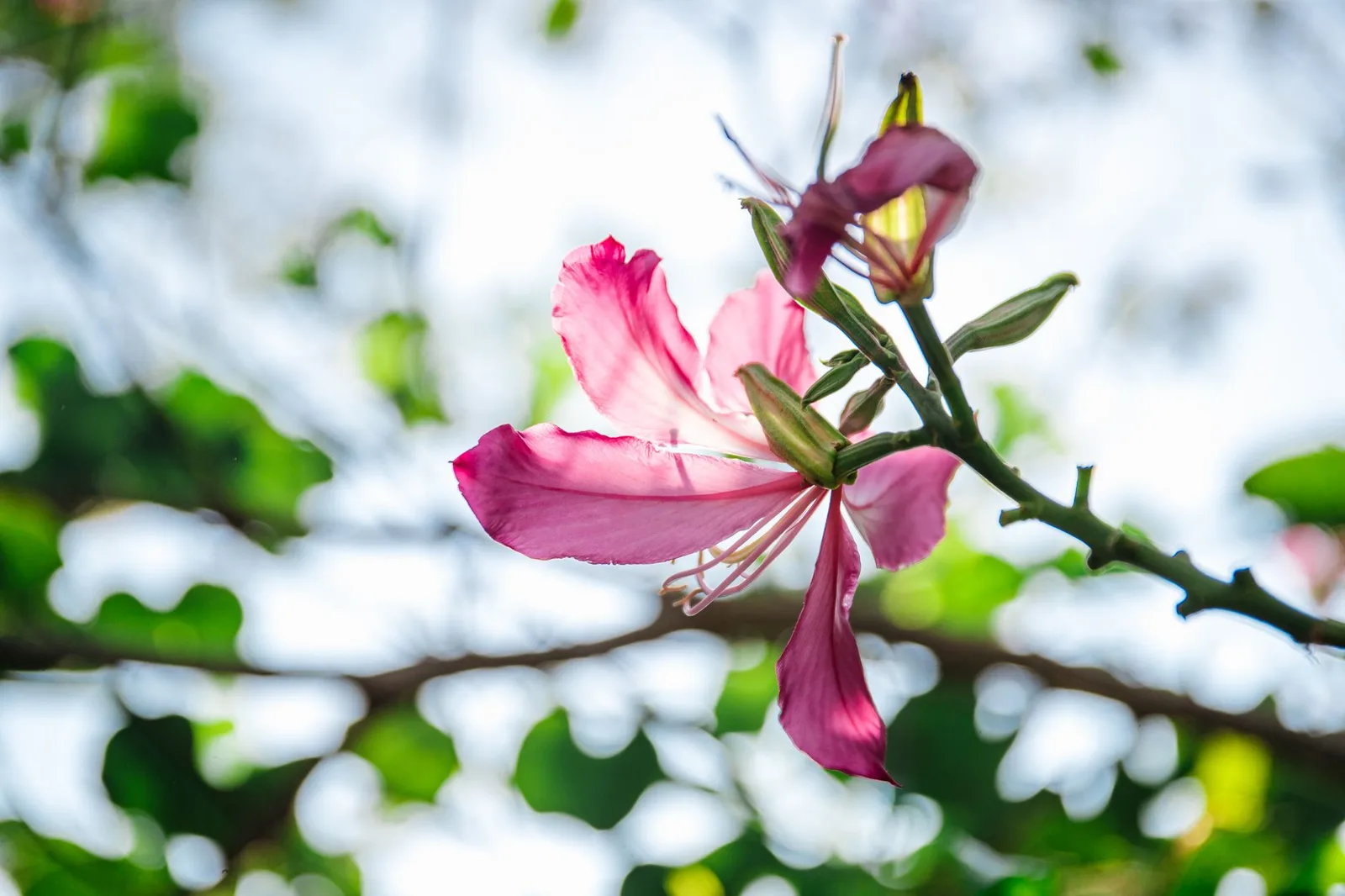 Những cành hoa ban bung nở vào mùa xuân