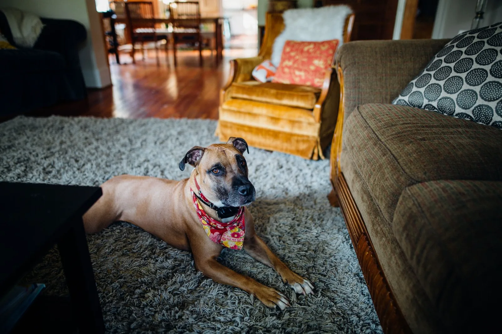Phòng homestay thân thiện và an toàn cho chó
