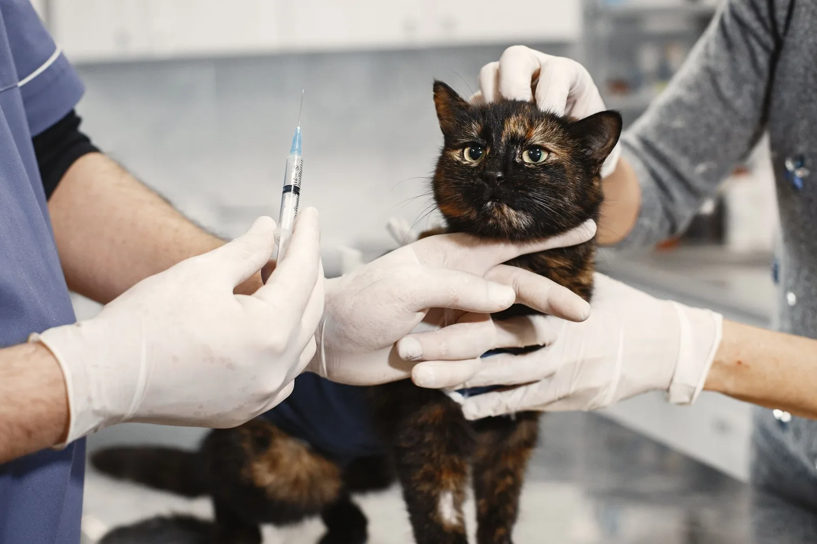 Bác sĩ thú y kiểm tra sức khỏe và lịch tiêm vaccine cho chó con