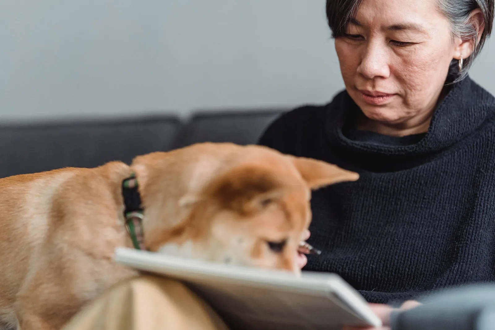 Chủ nuôi và chó làm quen không gian homestay khi nhận phòng