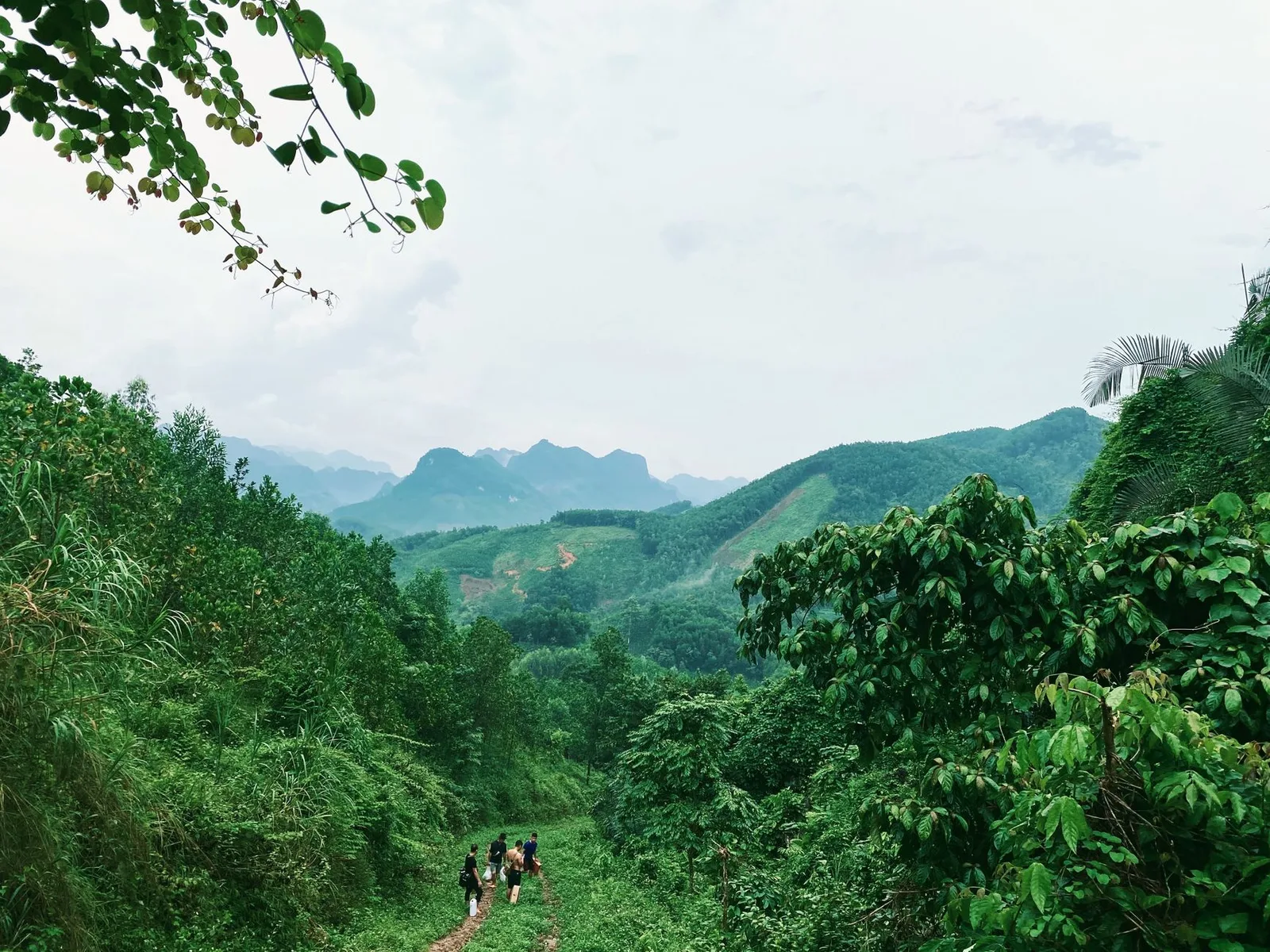 Nhóm du khách châu Á trekking xuyên rừng trong ánh bình minh